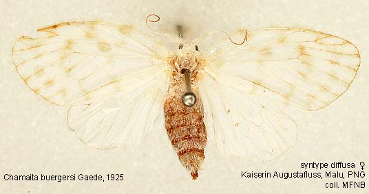 Malu Insects Papua Insects Foundation (Lepidoptera/Erebidae/Arctiinae/Lithosiini ...